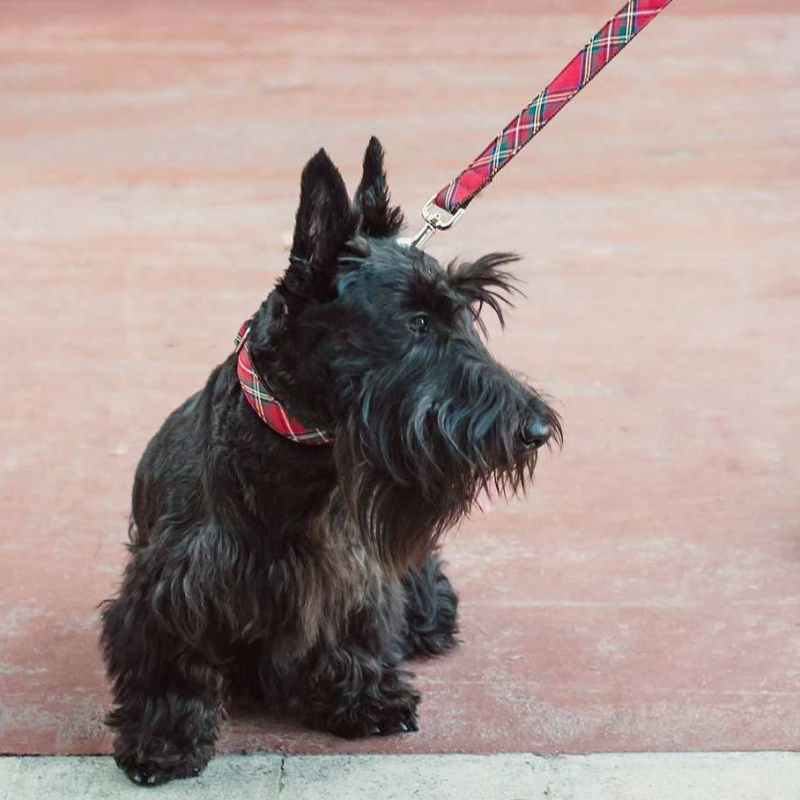 Collier pour chien en nylon, avec tissu tartan écossais