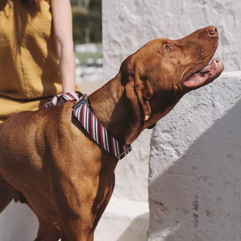 Collier pour chien en nylon, avec tissu imprimé rayures marinière