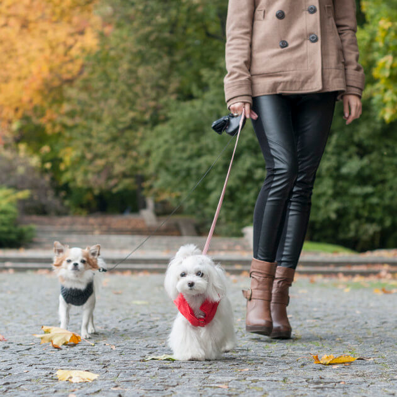 Veste élégante pour chien, coloris rouge