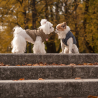 Veste élégante pour chien, coloris gris